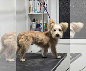 Blaise - Male Mutt Dog for Adoption - Photo #3