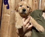 Small Photo #11 Goldendoodle Puppy For Sale in MODESTO, CA, USA