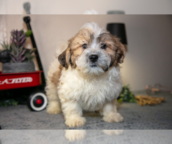 Medium Photo #1 Zuchon Puppy For Sale in SHILOH, OH, USA