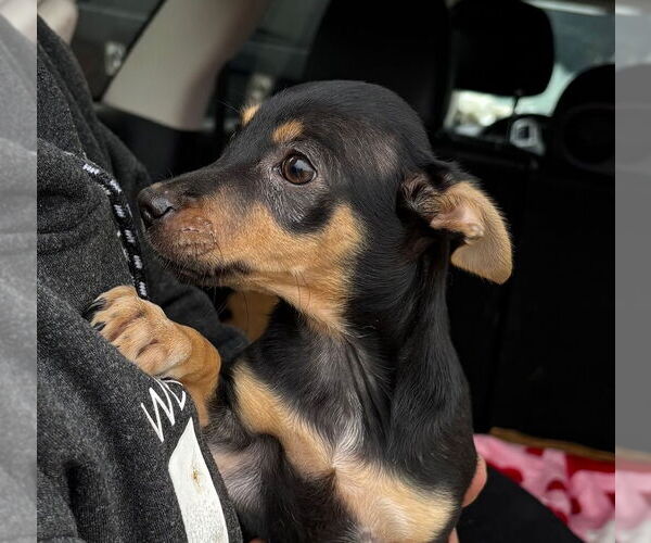 Medium Photo #1 Mutt Puppy For Sale in Oak Bluffs, MA, USA