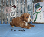 Small Photo #8 Cavapoo Puppy For Sale in CHANUTE, KS, USA
