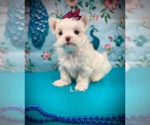 Maltese Puppy for sale in WINNSBORO, LA, USA