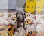 Small #5 Weimaraner