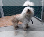 Small Poodle (Miniature)