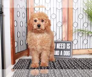 Goldendoodle (Miniature) Puppy for sale in NAPLES, FL, USA