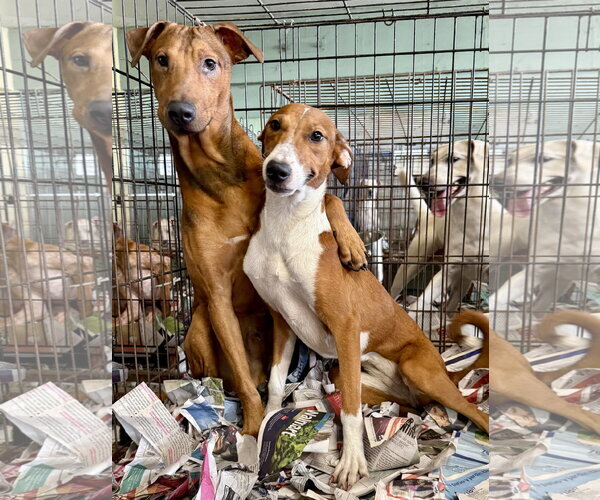 Medium Photo #4 Rhodesian Ridgeback-Vizsla Mix Puppy For Sale in Virginia Beach, VA, USA