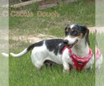 Small #13 Dachshund