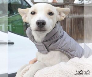 Labrador Retriever-Unknown Mix Dogs for adoption in Washington, DC, USA