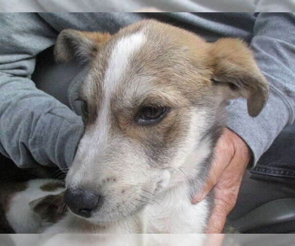 Medium Photo #1 Siberian Husky Puppy For Sale in Ocala, FL, USA