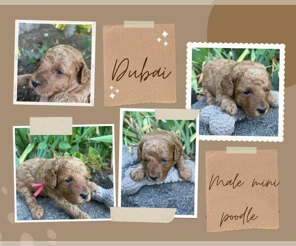 Medium Photo #2 Poodle (Miniature) Puppy For Sale in KEIZER, OR, USA