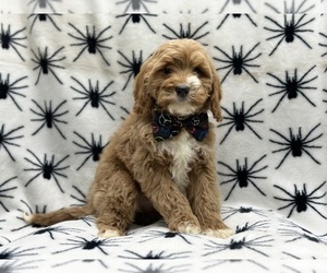 Cavapoo Puppy for sale in LAKELAND, FL, USA