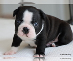Small Photo #27 Boston Terrier Puppy For Sale in WINNSBORO, TX, USA