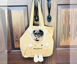 Small Photo #9 Maltese Puppy For Sale in PEMBROKE PINES, FL, USA