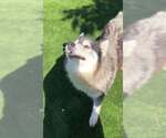 PORKCHOP - Female Siberian Husky Dog for Adoption - Small photo