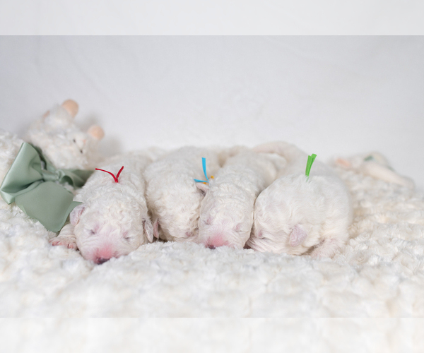 Medium Photo #10 Great Pyrenees Puppy For Sale in CONWAY, MO, USA