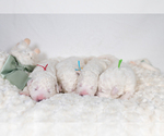 Small #9 Great Pyrenees