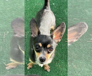 Chipin Dogs for adoption in Banning, CA, USA