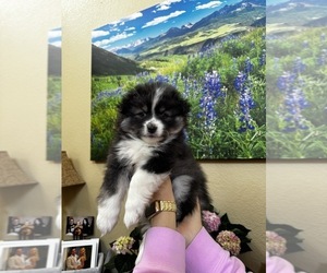 Pomsky Puppy for sale in HENDERSON, CO, USA