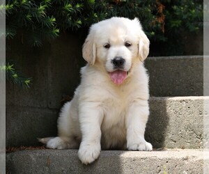 Golden Retriever Puppy for sale in FREDERICKSBG, OH, USA