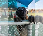 Small #1 Mutt