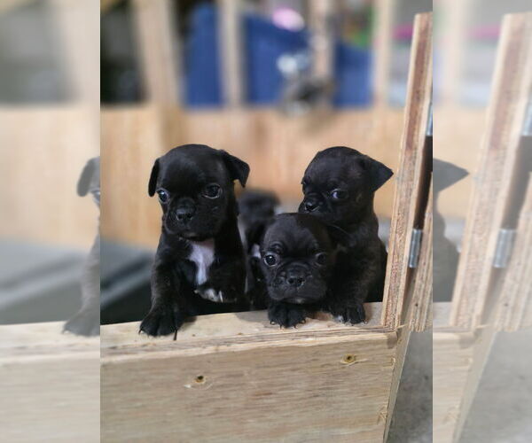 Medium Photo #4 Buggs Puppy For Sale in INDIANAPOLIS, IN, USA