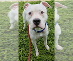 Small #1 American Staffordshire Terrier