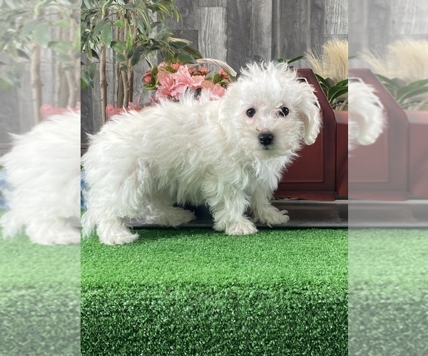 Medium Photo #2 Bichon Frise Puppy For Sale in CANOGA, NY, USA