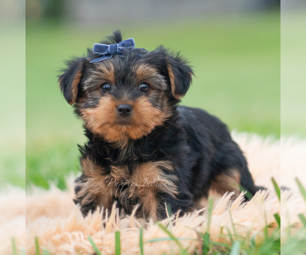 Medium Photo #4 Yorkshire Terrier Puppy For Sale in WARSAW, IN, USA