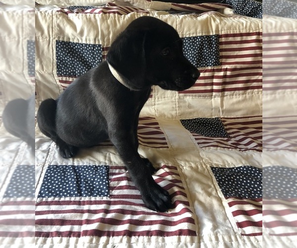 Medium Photo #4 Labrador Retriever Puppy For Sale in CLEVELAND, GA, USA