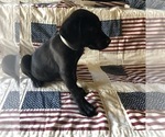 Small Photo #4 Labrador Retriever Puppy For Sale in CLEVELAND, GA, USA