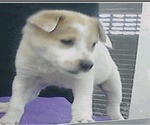 Small #2 Golden Labrador