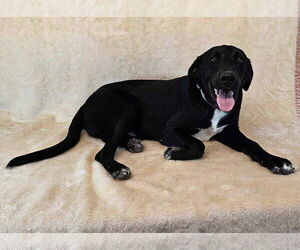 Labrador Retriever Dogs for adoption in New York, NY, USA