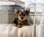 Small #1 Yorkshire Terrier