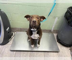 American Staffordshire Terrier-Unknown Mix Dogs for adoption in Grand Prairie, TX, USA