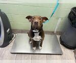 Small American Staffordshire Terrier Mix