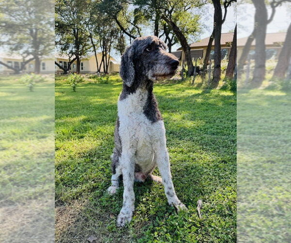 Medium Photo #1 Poodle (Standard) Puppy For Sale in Vail, AZ, USA