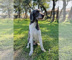 Poodle (Standard) Dogs for adoption in Vail, AZ, USA