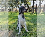 Shadow - Male Poodle (Standard) Dog for Adoption - Small photo