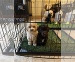 Small Photo #30 Cockapoo Puppy For Sale in BOGART, GA, USA