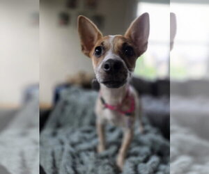 Chihuahua-Unknown Mix Dogs for adoption in New London, WI, USA