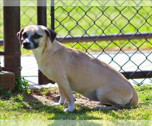 Feist Terrier-Unknown Mix Dogs for adoption in Grovetown, GA, USA