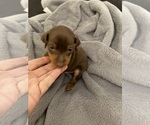 Image preview for Ad Listing. Nickname: Chocolate male