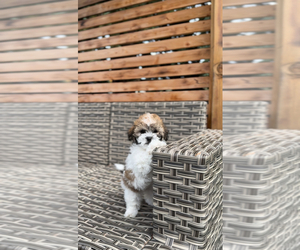 ShihPoo Puppy for sale in PORTLAND, OR, USA
