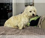 Small Photo #3 Maltese-Unknown Mix Puppy For Sale in Minneapolis, MN, USA