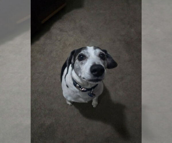 Medium Photo #4 Beagle Puppy For Sale in Crete, IL, USA