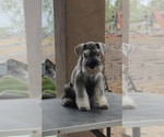 Small Schnauzer (Miniature)