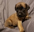 Small Photo #1 Cane Corso-Mastiff Mix Puppy For Sale in ANTELOPE, CA, USA