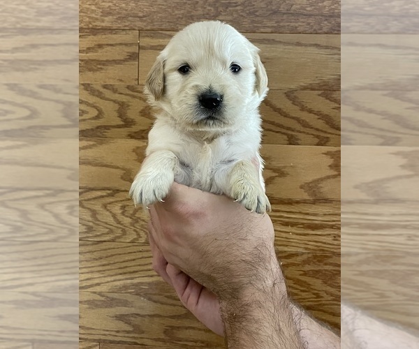 Medium Photo #7 Golden Retriever Puppy For Sale in BISHOP, GA, USA