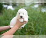 Small Photo #6 Maremma Sheepdog Puppy For Sale in CONWAY, MO, USA