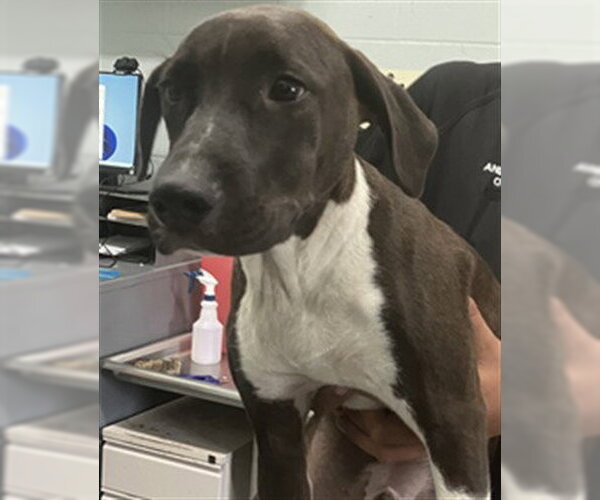 Medium Photo #1 Labrador Retriever-Unknown Mix Puppy For Sale in Corpus Christi, TX, USA